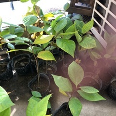 B ベランダで育てている　ミニポポー苗木　一年生苗木の画像