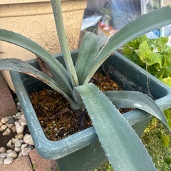 アガベ　アメリカーナ🌵の画像