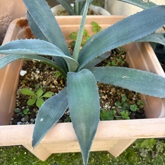 アガベ　アメリカーナの画像