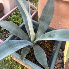 アガベ　アメリカーナの画像