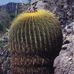 サボテンやアガベ 類 を引き取りさせて下さい