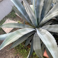 アガベ　アメリカーナ　地植えの画像