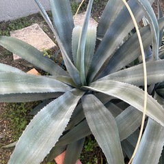 アガベ　アメリカーナ　地植えの画像