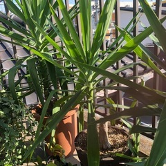 大きく育ったユッカの画像