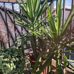 大きく育ったユッカの画像