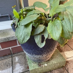 【最終価格】宿根草ルドベキア2株　鉢とセットでの画像