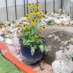 【最終価格】宿根草ルドベキア2株　鉢とセットでの画像