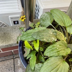 【最終価格】宿根草ルドベキア2株　鉢とセットでの画像