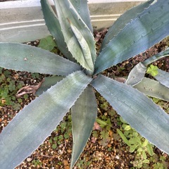 アガベ　アメリカーナの画像