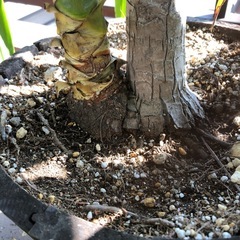 大きく育ったユッカの画像