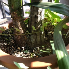 大きく育ったユッカの画像