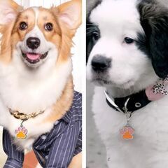 ペット/肉球チャーム（新品）オレンジの画像