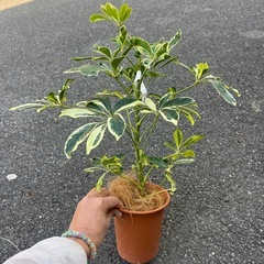 シェフレラ　ハッピーイエローの画像