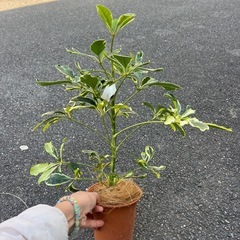 シェフレラ　ハッピーイエローの画像