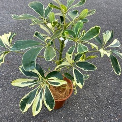 シェフレラ　ハッピーイエローの画像