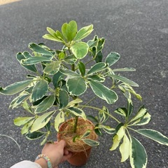 シェフレラ　ハッピーイエローの画像