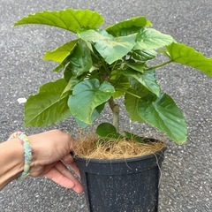 ウンベラータ　の画像