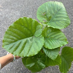 ウンベラータ　の画像