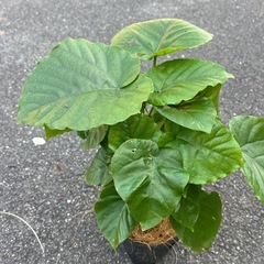 ウンベラータ　の画像