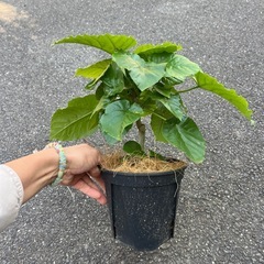 ウンベラータ　の画像