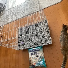 猫ちゃん お迎えセット猫 ケージと猫砂の画像