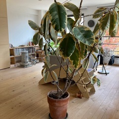 フィカスの画像