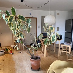 フィカスの画像