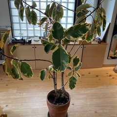 フィカスの画像