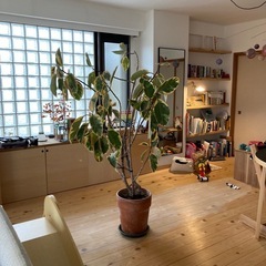 フィカスの画像