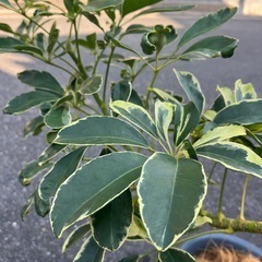 シェフレラ　ハッピーイエロー　　曲木の画像