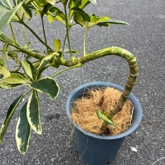 シェフレラ　ハッピーイエロー　　曲木の画像