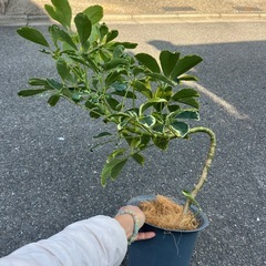 シェフレラ　ハッピーイエロー　　曲木の画像