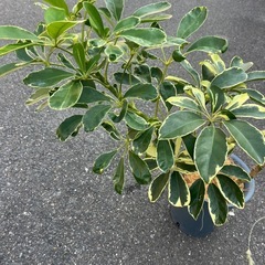 シェフレラ　ハッピーイエロー　　曲木の画像