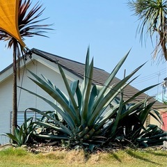 13.【1m超え】アガベ・アメリカーナ（リュウゼツラン）の画像