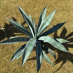 13.【1m超え】アガベ・アメリカーナ（リュウゼツラン）の画像
