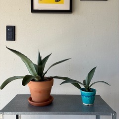 13.【1m超え】アガベ・アメリカーナ（リュウゼツラン）の画像