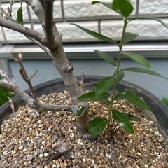 オリーブのき木の画像