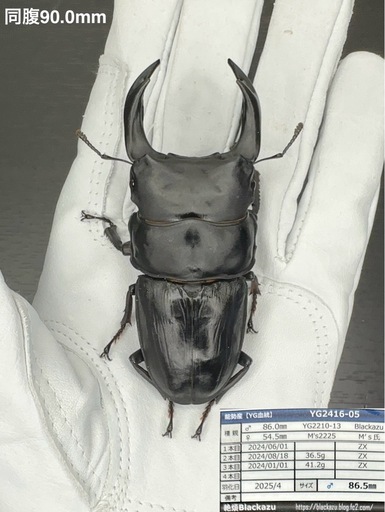【能勢YG】国産オオクワガタ♂86.5mm（同腹最大90.0mm）Blackazu氏ブリード個体