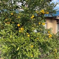 一時停止新鮮　柚子の画像