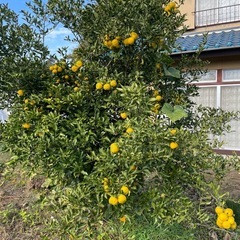 一時停止新鮮　柚子の画像