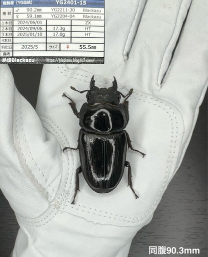 【能勢YG血統】国産オオクワガタ♀55.5mm（同腹最大90.3mm）Blackazu氏ブリード個体