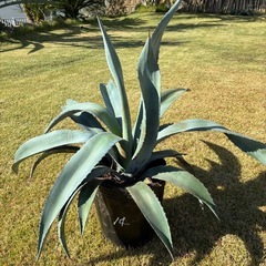 14..アガベ・アメリカーナ（リュウゼツラン） の画像