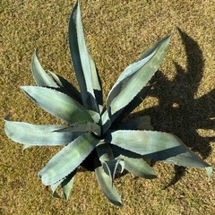 14..アガベ・アメリカーナ（リュウゼツラン） の画像