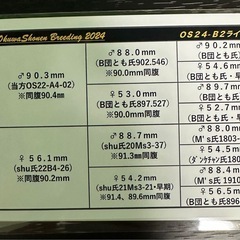 【能勢YG血統】国産オオクワガタ♀56.2mm（同腹成績91.9/91.5）オオクワ少年氏ブリード個体の画像