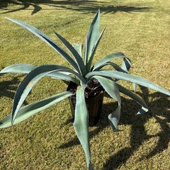 15.アガベ・アメリカーナ（リュウゼツラン）の画像