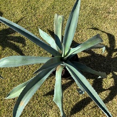 15.アガベ・アメリカーナ（リュウゼツラン）の画像