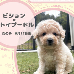 ビションプーの女の子