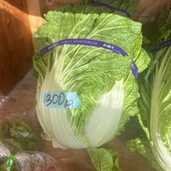 自家栽培　野菜の画像