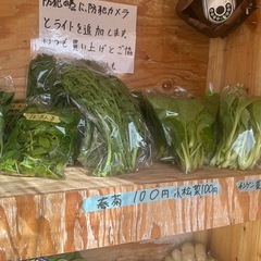自家栽培　野菜の画像