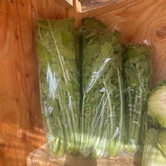 自家栽培　野菜の画像